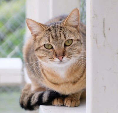 Adopt A Cat | Cats Protection Wellington | Cats Protection Wellington